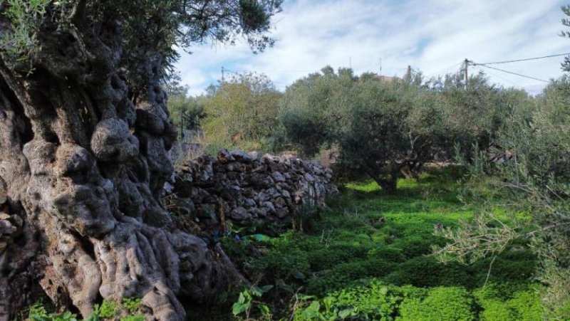 Kokkino Chorio Kreta, Kokkino Chorio: Eckgrundstück in der Nähe des Dorfes und der Einkaufsmöglichkeiten zu verkaufen Grundstück kaufen